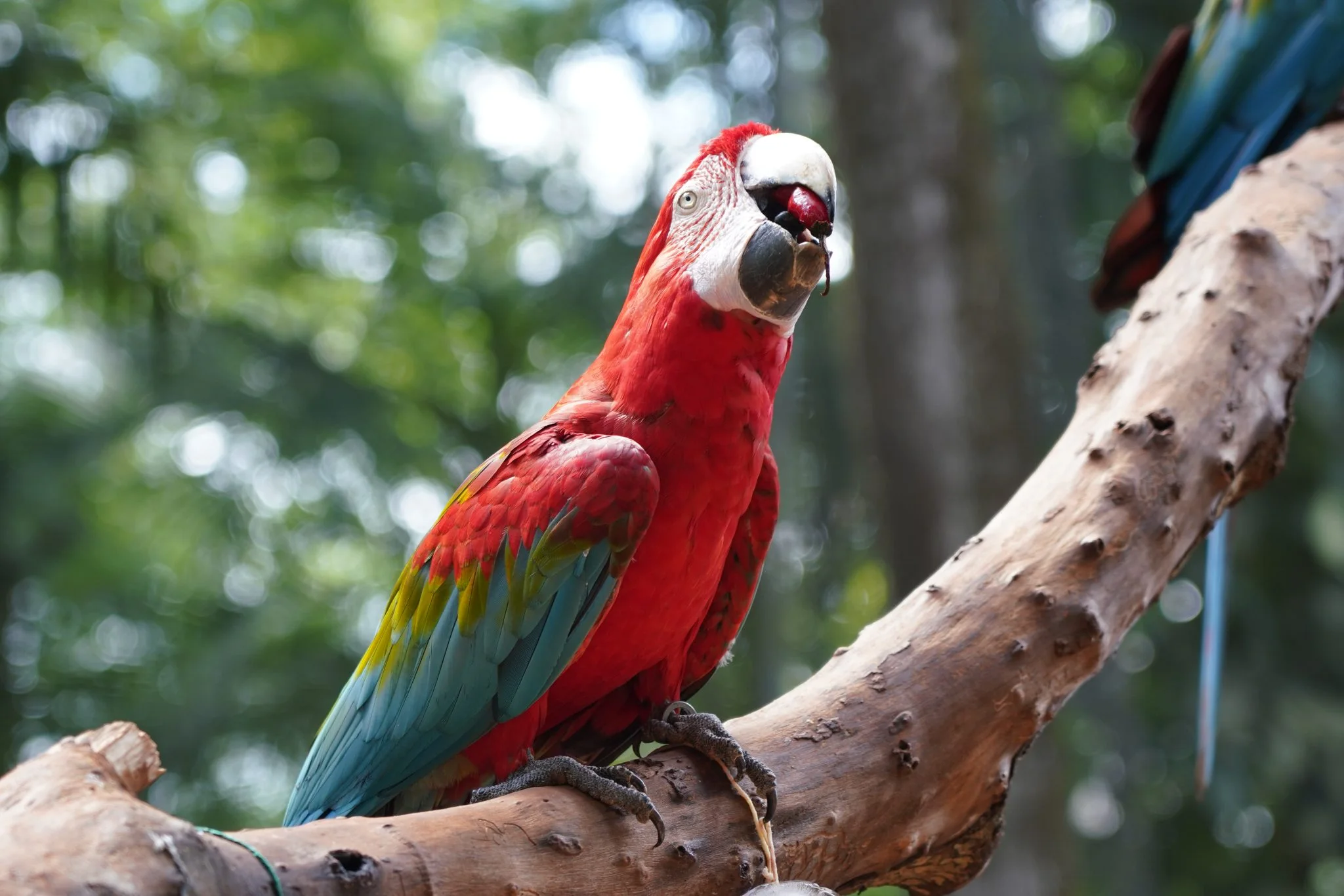 Arara vermelha se refrescando com o enriquecimento ambiental de verao 2048x1366